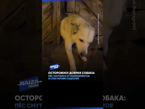 Осторожно! добрая собака