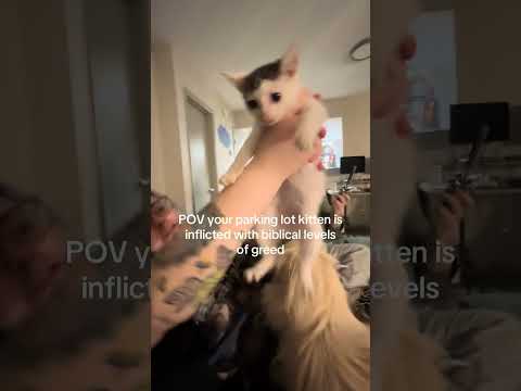 he literally ate an alfredo noodle right after this #catoftheday #cat #kitten #kitty @justspeakingg