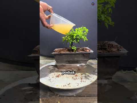 How a Tiny Plant Becomes a Valuable Bonsai Tree