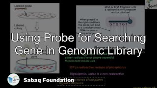 Using Probe for Searching Gene in Genomic Library