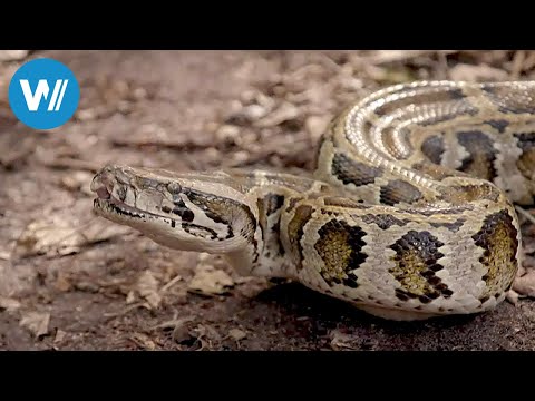 Florida, Invasion der Pythons (360° - GEO Reportage)