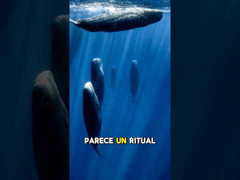 Qué Pasa con estas Ballenas 