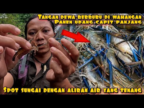 TANGAN DEWA BERBURU UDANG CAPIT PANJANG DI WAHANGAN