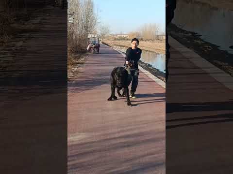 Most Dangerous dog in the World ๐ฆฎ๐คฏ #dangerousdog #dogshorts #dogaggression