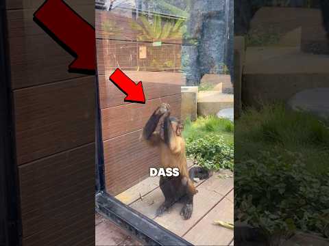 Er weiร wie er entkommen kann ๐ฑ๐ณ #shorts