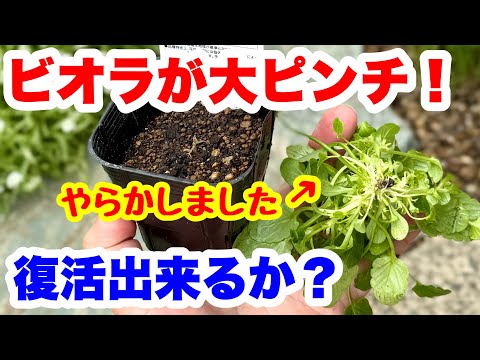 ◆【ビオラがもげた…】どうなる復活大作戦!