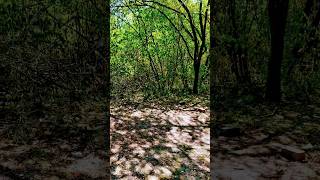Woanders #foryou #nature #travel #shortvideo #naturelovers #shorts #short #shortsfeed #viral ##fyp