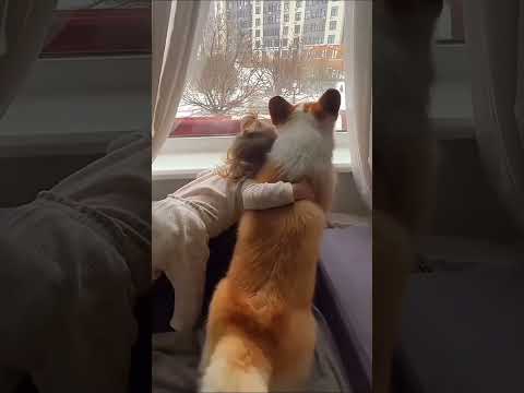 Cutest Dogs Playing with Kids and Babies—You’ll Melt! 🐶👶❤️