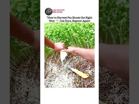 How to Harvest Pea Shoots the Right Way. Cut Once, Regrow Again