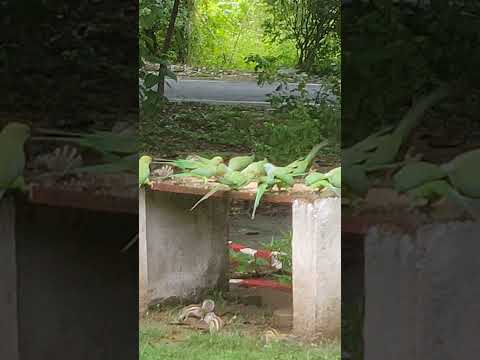 Parrot 🦜 #naturesvoice #peacock #peacockdance #animals #birds #parrot #trending #funny #mor
