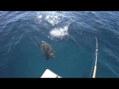 BIG loggerhead SEA turtle swims to the boat!!! Florida keys fishing LIVE on twitch.tv! video thumbnail