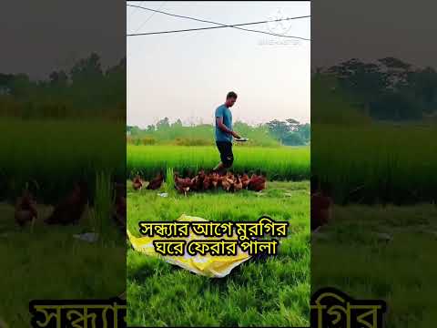 🐣দিনশেষে মুরগির ঘরে ফেরার পালা🛖#shorts #shortvideo #shortsfeed #deshimurgi #pets #chickenfarming