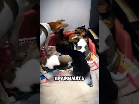 Щенки выбрали кошку 🐶 🐈‍⬛ #животные #новости