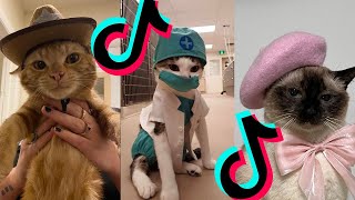 BRUSCHIMICHIS😹💗 1 hora de risa🐈💕! // #bruschimichis #humor