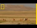 Exploring the Prairie Ecosystem