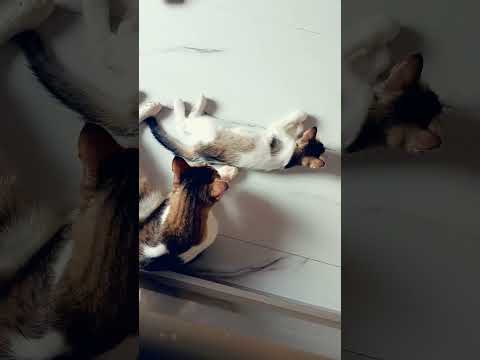 youtube video#cat#kittenlove