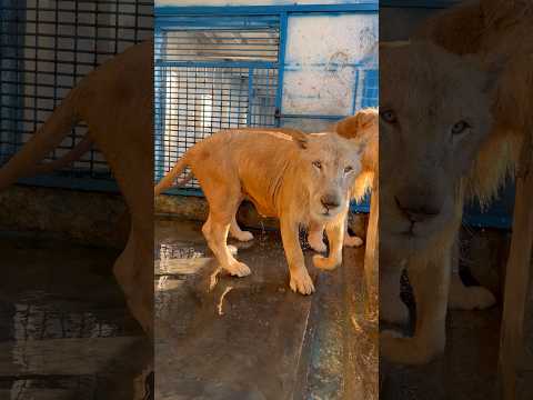 Lions 🦁 fans #wildliferescue #wildcats #tigerspotted #bigcats #lionnation #lion #liontiger 😱