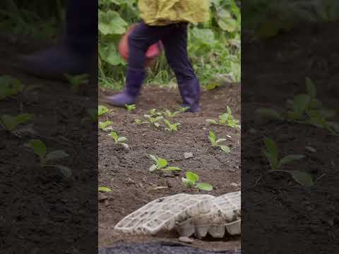 김장 준비🥬 무순 솎아 비빔밥🌶️ #shorts #<strong>farming</strong> #cooking