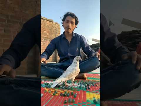 Ek kabutar ๐๏ธ itne kanche ๐คขkaise jita sakta ๐ฑhai #short #feed #pigeon #video #kanche #short