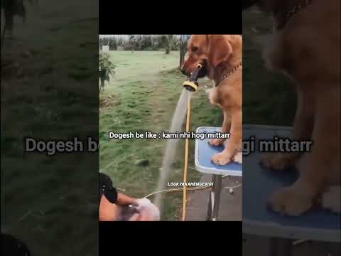 dogesh bhai ke hote kami nahi hogi 😂 dog funny video #dog #shorts #viral #trending #funny #video