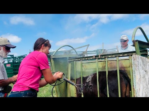 It’s Branding Day in Wyoming! | A Ranching Tradition Lives On