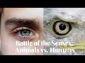 Animal Senses and Adaptations