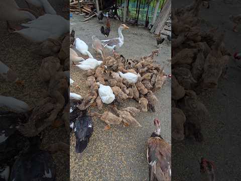 Breakfast time for Ducks, Geese & Chickens! 🌾 #shorts #satisfying #animals