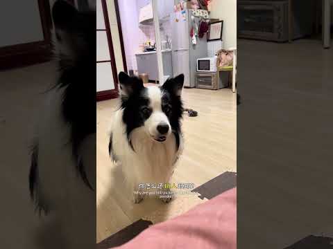 小狗与兽医 #边牧 #毛孩子日常 #家有傻狗 #铲屎官的乐趣