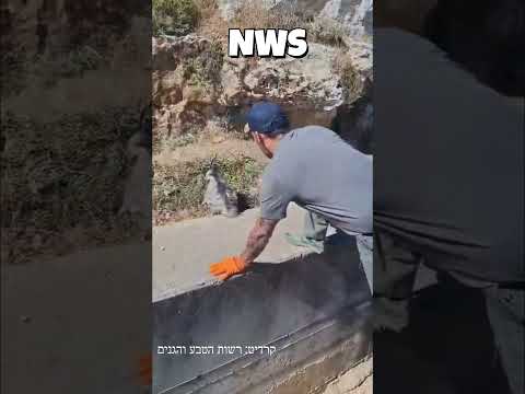 תיעוד: חילוץ גור צבוע שנפל לתעלת ניקוז והושב בבטחה למשפחתו בטבע