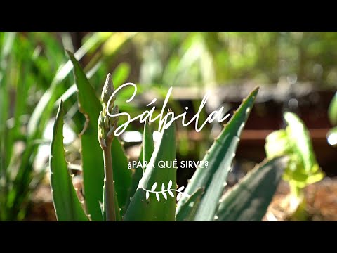 Sábila o Aloe Vera ¿para qué sirve Propiedades Medicinales