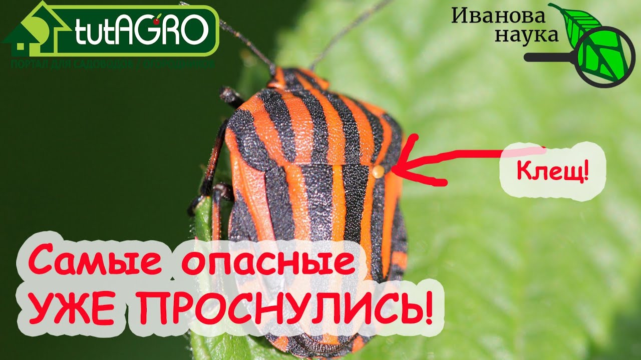 Клопов заклопоморим! Самый опасный вредитель последних лет! Без пощады! Нашатырь и мыло не помогут!