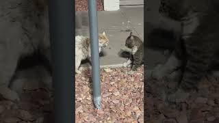 The Cat Whisperer