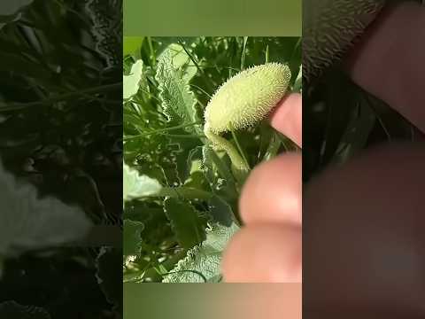 Exploding cucumber 😱 #telugufacts #amaIngfacts #factsintelugu #shorts #tejfacts