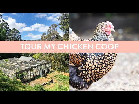 Tour of my chicken coop + what you need in your yours!