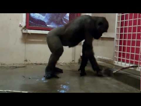 Break Dancing Gorilla at the Zoo