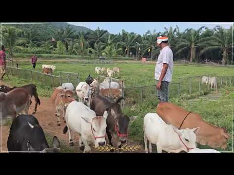 Cute Nadipathy cows😍#shorts #viral #yt #miniature #reels #tiktok #cute #cow #trend #srikrishna
