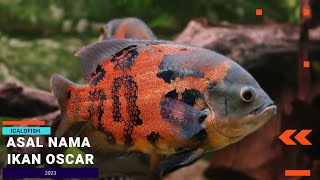 ASAL NAMA IKAN OSCAR