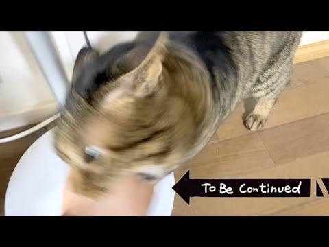 To Be Continued Cat Compilation 凶暴猫ver.