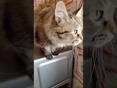 Любимая Мурочка 😻 #мурка #красиваякошка #веселыекоты #прикольныекоты #котик #видосыоткота