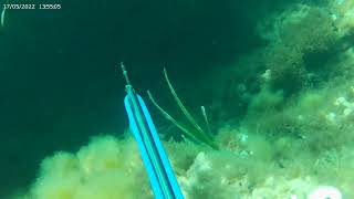 Bizerte, chasse sous marine sar coulée, agachon, trou