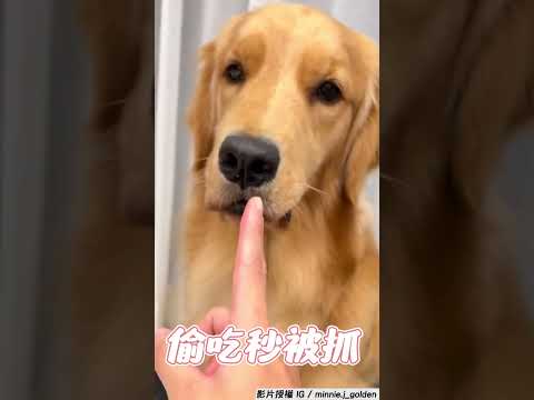 阿金偷吃紙被秒抓　裝無辜媽哭笑不得｜TVBS新聞｜擠看看 #shorts