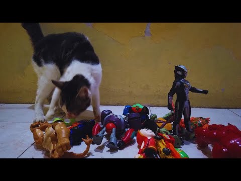 Mencari dan Menemukan Banyak Mainan di Dalam Rumah di Temani Kucing KESAYANAGAN !!!