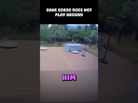 Cane Corso Does Not Play Around