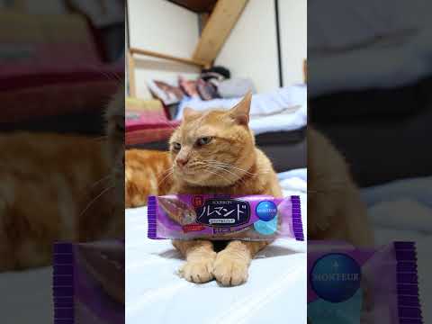 ルマンド風エクレアの作り方と猫のかわいい動画で癒しを楽しもう サムネイル