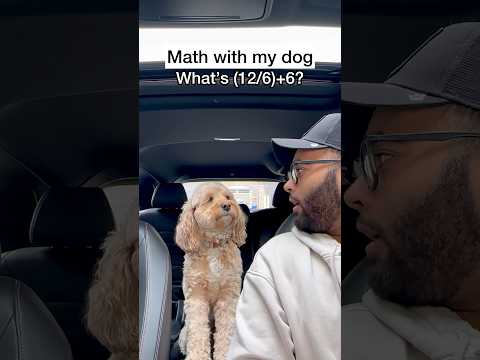 Mini Cockapoo Thinks Hard About This Math Question 😳
