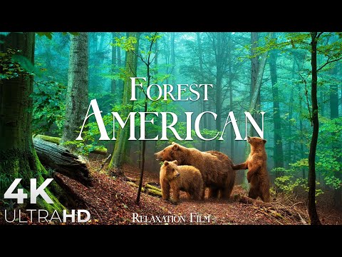 AMERICAN FOREST - Breathtaking Nature bath with Relaxing Music - 4k Video HD Ultra