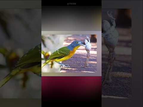 Bird Attack On Boomslang Snake 😱 #shorts