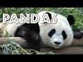 Panda Biology and Behavior