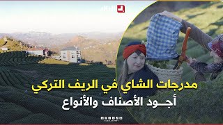 مدرجات الشاي 🌿  في القرى التركية 🇹🇷 تنتج أجود الأصناف بفضل هوائها وتربتها المميزة 🍵 .. #شاهدوا