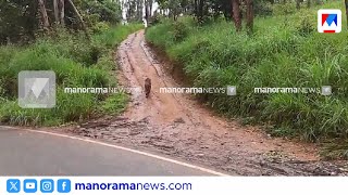 വയനാട് നമ്പ്യാര്‍ക്കുന്നില്‍ റോഡില്‍ പുലിയിറങ്ങി | Leopard